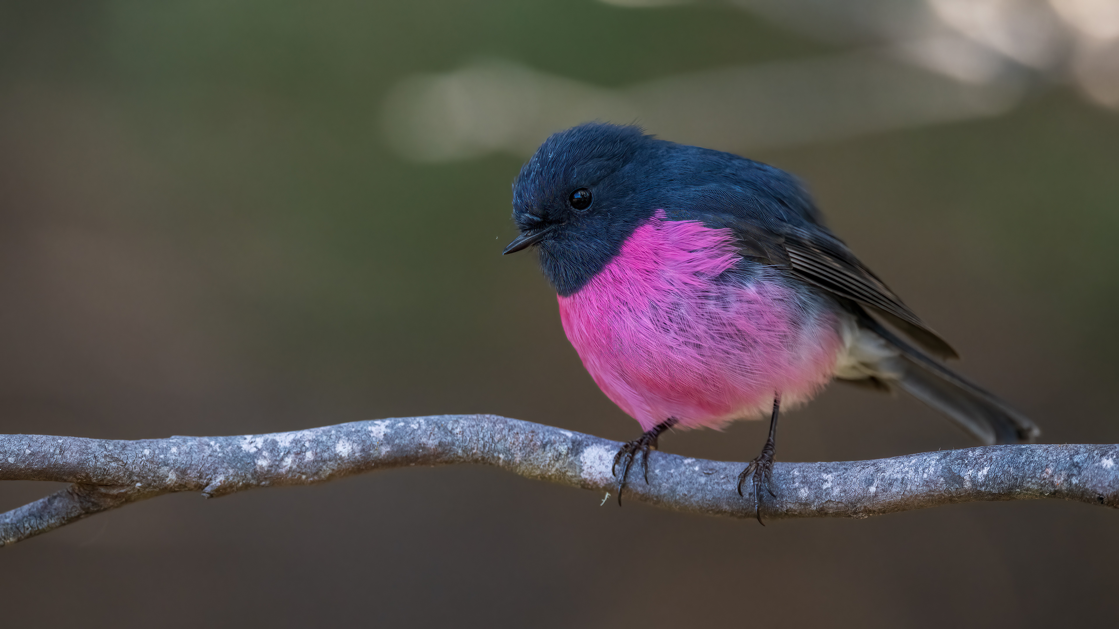 Pink Robin — Ana fotoğraf